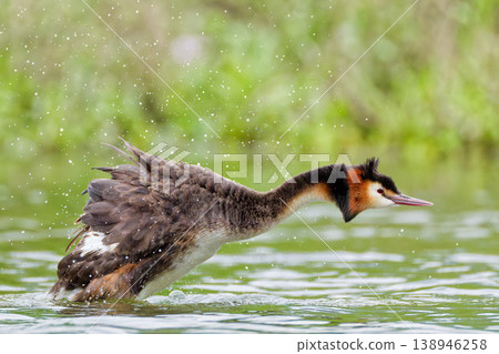 A Great Crested Grebe in its summer plumage taking a bath. A Great Crested Grebe in its summer plumage taking a bath. 138946258