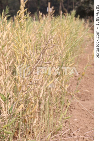 ripe mustard plant on farm for harvest are cash crops ripe mustard plant on farm for harvest are cash crops 138946285