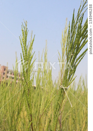 ripe mustard plant on farm for harvest are cash crops ripe mustard plant on farm for harvest are cash crops 138946288