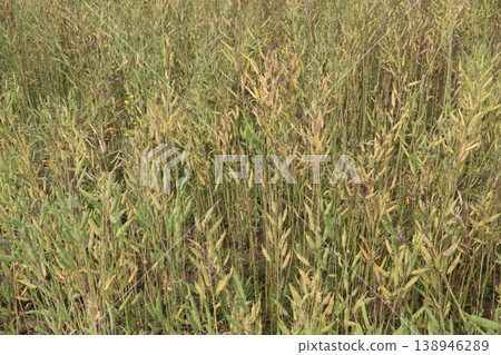 ripe mustard plant on farm for harvest are cash crops ripe mustard plant on farm for harvest are cash crops 138946289