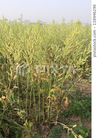 ripe mustard plant on farm for harvest are cash crops ripe mustard plant on farm for harvest are cash crops 138946290