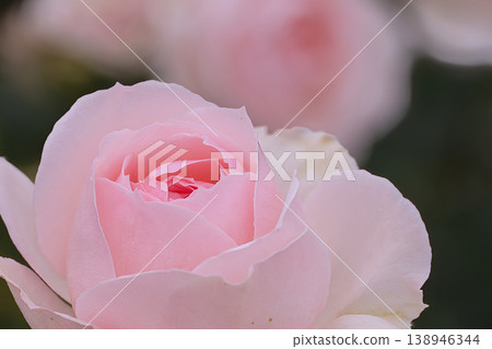 Rose wet with rain 138946344