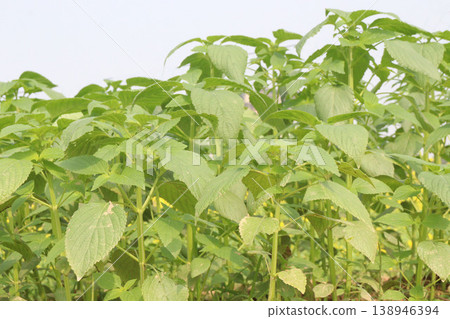 chia, Salvia hispanica plant on farm for harvest chia, Salvia hispanica plant on farm for harvest 138946394