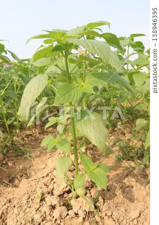 chia, Salvia hispanica plant on farm for harvest chia, Salvia hispanica plant on farm for harvest 138946395