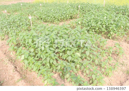 chia, Salvia hispanica plant on farm for harvest 138946397