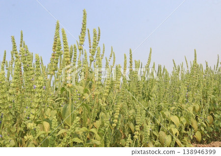 chia, Salvia hispanica plant on farm for harvest chia, Salvia hispanica plant on farm for harvest 138946399