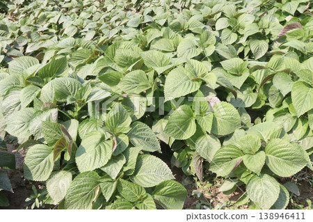 chia, Salvia hispanica plant on farm for harvest chia, Salvia hispanica plant on farm for harvest 138946411