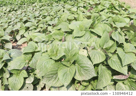 chia, Salvia hispanica plant on farm for harvest chia, Salvia hispanica plant on farm for harvest 138946412