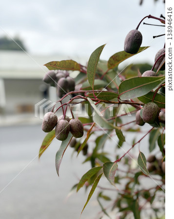 Large bunches of brown lush native Australian gumnuts and leaves on a gum tree in a garden,  Australia. 138946416