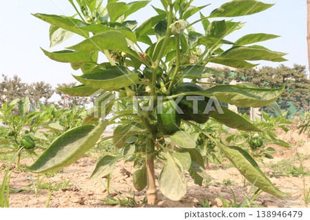Capsicum on tree in farm for harvest Capsicum on tree in farm for harvest 138946479