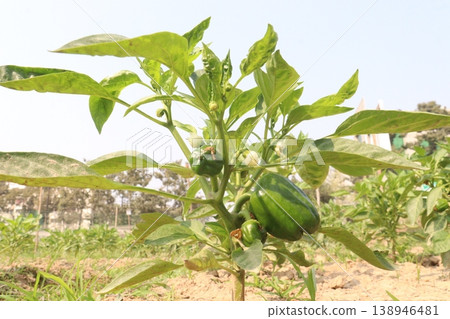 Capsicum on tree in farm for harvest Capsicum on tree in farm for harvest 138946481