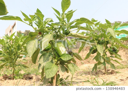 Capsicum on tree in farm for harvest Capsicum on tree in farm for harvest 138946483