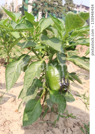 Capsicum on tree in farm for harvest 138946484