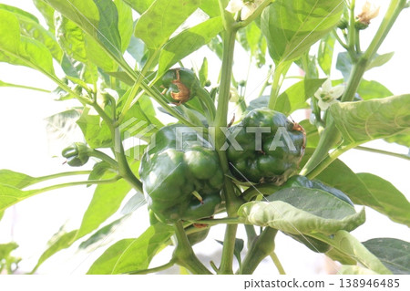 Capsicum on tree in farm for harvest Capsicum on tree in farm for harvest 138946485