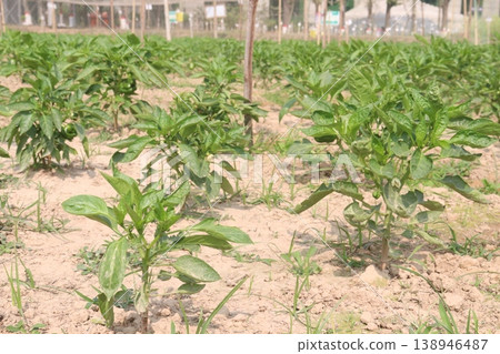 Capsicum on tree in farm for harvest Capsicum on tree in farm for harvest 138946487