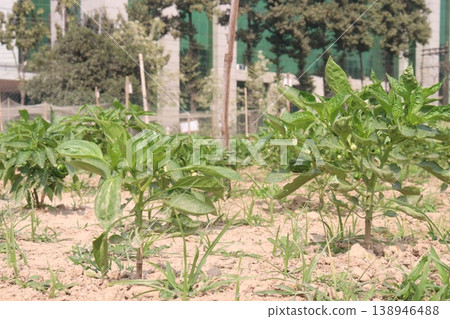 Capsicum on tree in farm for harvest Capsicum on tree in farm for harvest 138946488