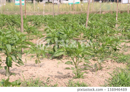 Capsicum on tree in farm for harvest Capsicum on tree in farm for harvest 138946489