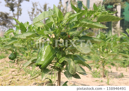 Capsicum on tree in farm for harvest Capsicum on tree in farm for harvest 138946491