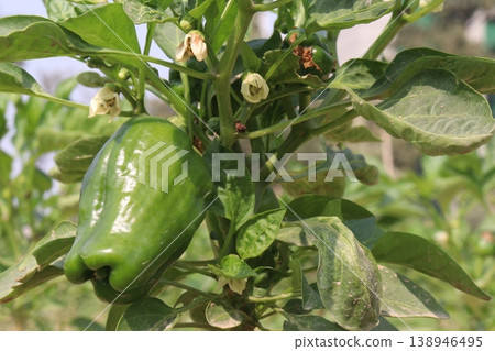 Capsicum on tree in farm for harvest Capsicum on tree in farm for harvest 138946495