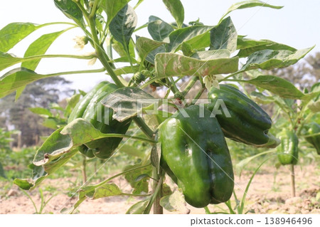 Capsicum on tree in farm for harvest Capsicum on tree in farm for harvest 138946496