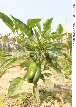 Capsicum on tree in farm for harvest Capsicum on tree in farm for harvest 138946497