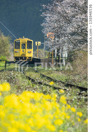 一列黃色的本地火車穿過春意盎然的花海。 138946536