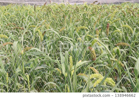 Foxtail millet, scientific name Setaria italica plant on farm Foxtail millet, scientific name Setaria italica plant on farm 138946662