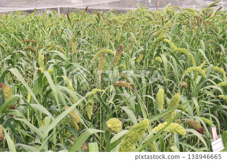 Foxtail millet, scientific name Setaria italica plant on farm Foxtail millet, scientific name Setaria italica plant on farm 138946665