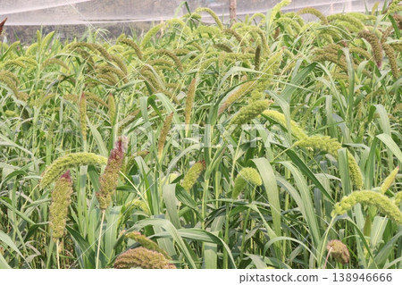 Foxtail millet, scientific name Setaria italica plant on farm Foxtail millet, scientific name Setaria italica plant on farm 138946666