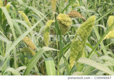 Foxtail millet, scientific name Setaria italica plant on farm Foxtail millet, scientific name Setaria italica plant on farm 138946667