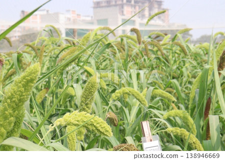 Foxtail millet, scientific name Setaria italica plant on farm Foxtail millet, scientific name Setaria italica plant on farm 138946669