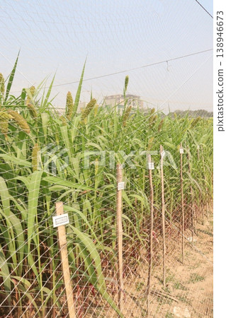 Foxtail millet, scientific name Setaria italica plant on farm Foxtail millet, scientific name Setaria italica plant on farm 138946673