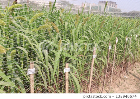 Foxtail millet, scientific name Setaria italica plant on farm Foxtail millet, scientific name Setaria italica plant on farm 138946674