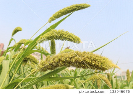 Foxtail millet, scientific name Setaria italica plant on farm Foxtail millet, scientific name Setaria italica plant on farm 138946676