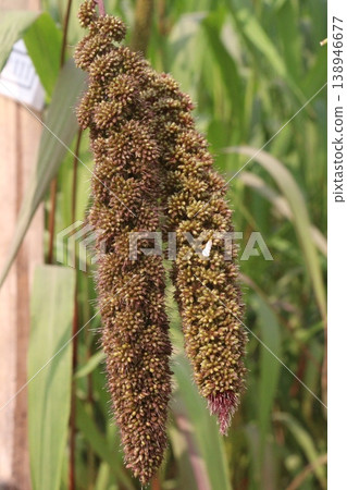 Foxtail millet, scientific name Setaria italica plant on farm 138946677
