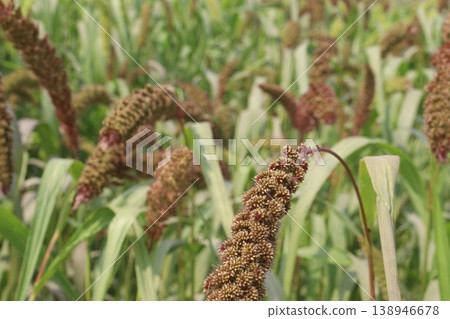 Foxtail millet, scientific name Setaria italica plant on farm Foxtail millet, scientific name Setaria italica plant on farm 138946678