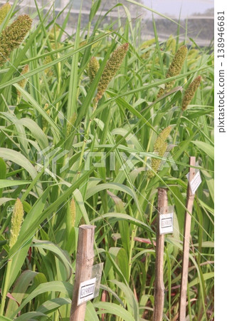 Foxtail millet, scientific name Setaria italica plant on farm 138946681