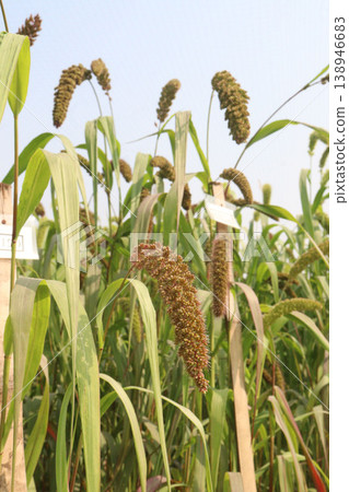 Foxtail millet, scientific name Setaria italica plant on farm 138946683