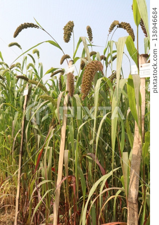 Foxtail millet, scientific name Setaria italica plant on farm Foxtail millet, scientific name Setaria italica plant on farm 138946684