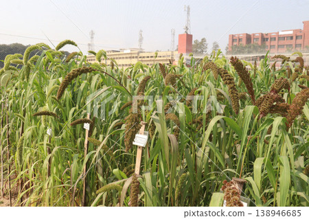 Foxtail millet, scientific name Setaria italica plant on farm 138946685