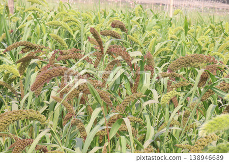 Foxtail millet, scientific name Setaria italica plant on farm Foxtail millet, scientific name Setaria italica plant on farm 138946689