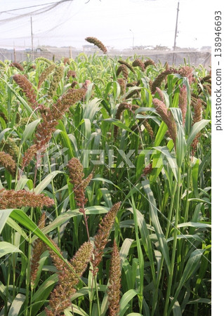 Foxtail millet, scientific name Setaria italica plant on farm Foxtail millet, scientific name Setaria italica plant on farm 138946693