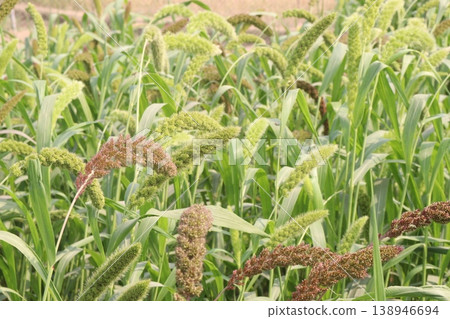 Foxtail millet, scientific name Setaria italica plant on farm Foxtail millet, scientific name Setaria italica plant on farm 138946694
