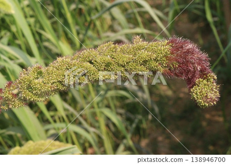 Foxtail millet, scientific name Setaria italica plant on farm Foxtail millet, scientific name Setaria italica plant on farm 138946700