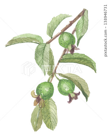 Guava painted in watercolor Guava painted in watercolor 138946731