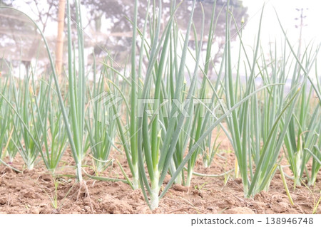 Onion plant on farm for harvest are cash crops Onion plant on farm for harvest are cash crops 138946748