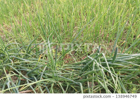 Onion plant on farm for harvest are cash crops 138946749