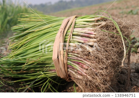 onion leaf bundle on shop for sell, harvest are cash crops 138946751