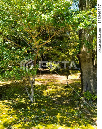 Spring Ise Shrine 138946867