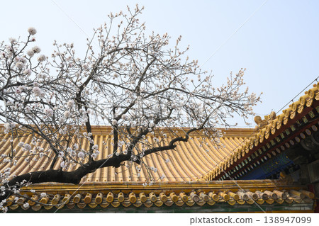 Pear tree flowers over roof of 15th century Imperial Palace in the Forbidden City in Beijing, China 138947099